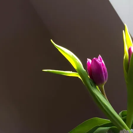 Apartment The Spiski Palace